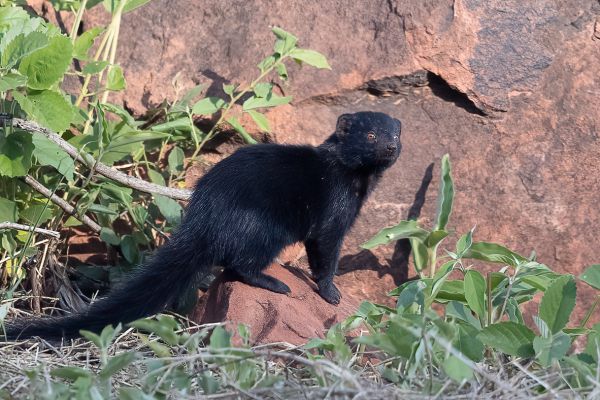 Common dwarf mongoose