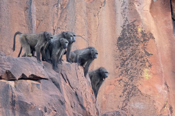 Chacma baboon
