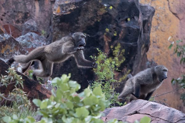 Chacma baboon