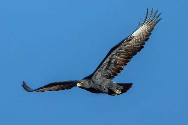 Verreaux's Eagle