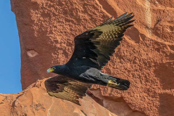 Verreaux's Eagle