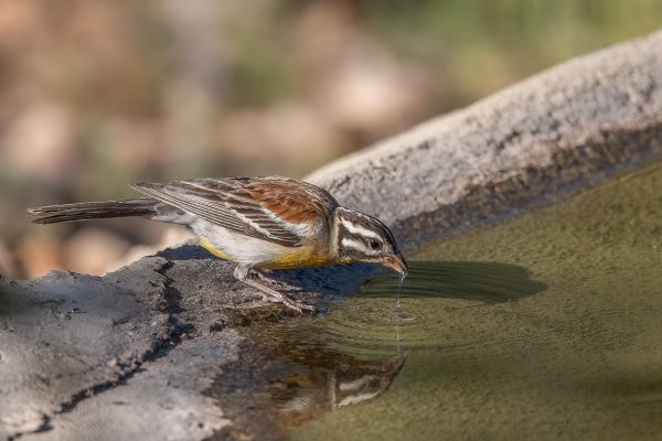 African Golden-breasted Bunting