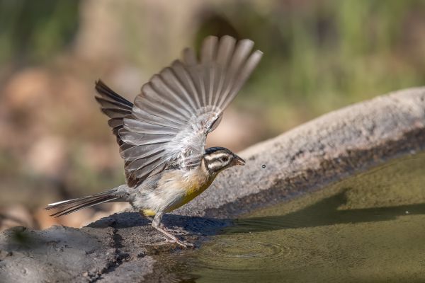 African Golden-breasted Bunting