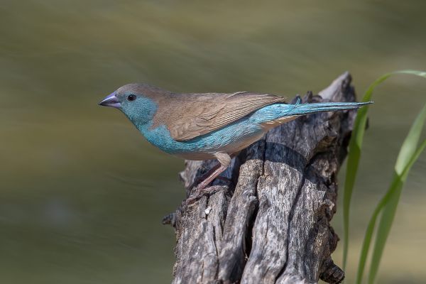Blue-breasted Cordonbleu