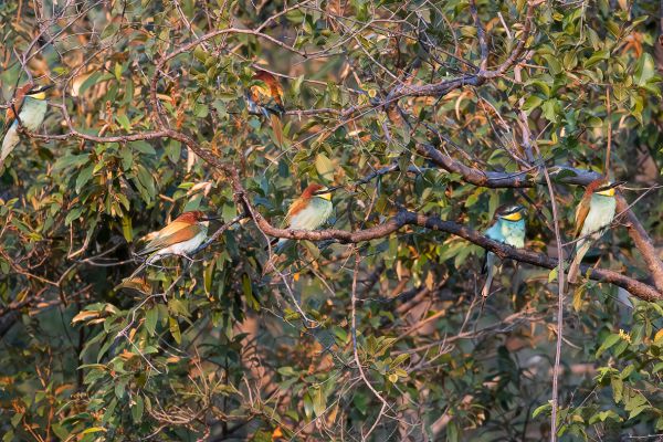 European Bee-eater