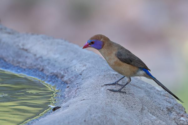 Common Grenadier