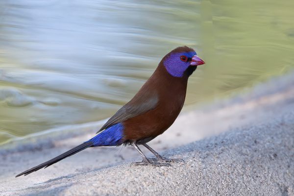 Common Grenadier