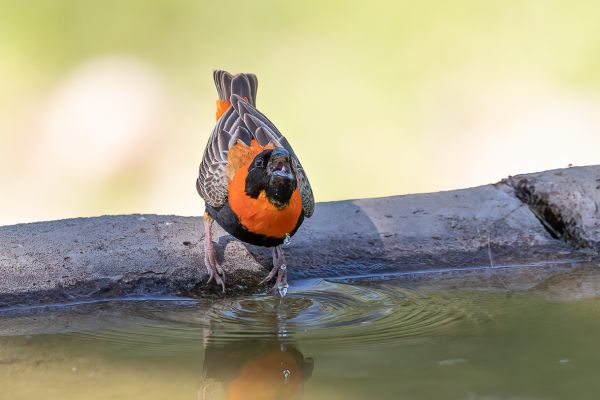 Southern Red Bishop