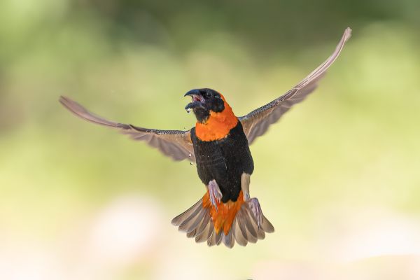 Southern Red Bishop