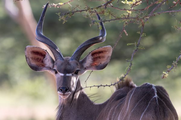 Greater Kudu