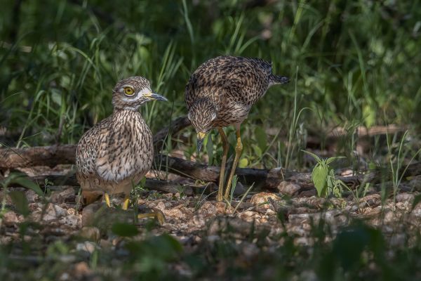 Spotted Thick-knee