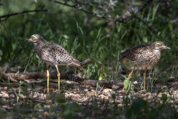 Spotted Thick-knee