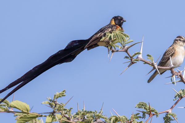 Eastern Paradise-Whydah