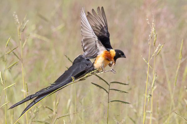 Eastern Paradise-Whydah