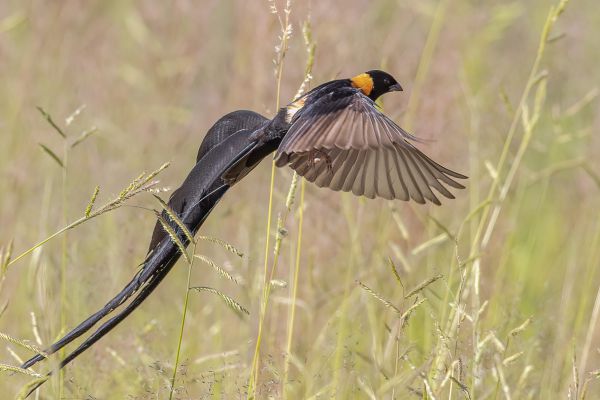 Eastern Paradise-Whydah