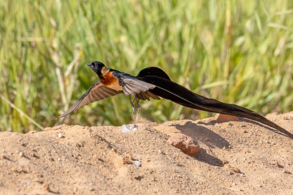 Eastern Paradise-Whydah