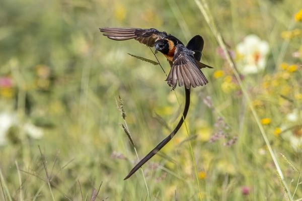 Eastern Paradise-Whydah