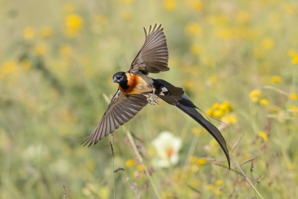 Eastern Paradise-Whydah