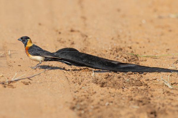 Eastern Paradise-Whydah