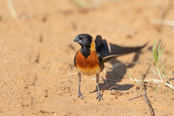 Eastern Paradise-Whydah