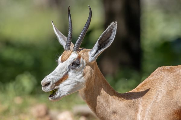 Springbok