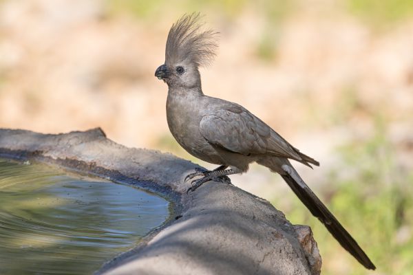 Grey Go-away-bird