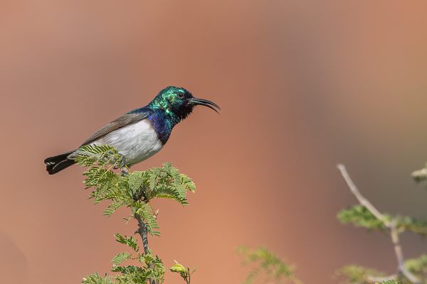 White-breasted Sunbird