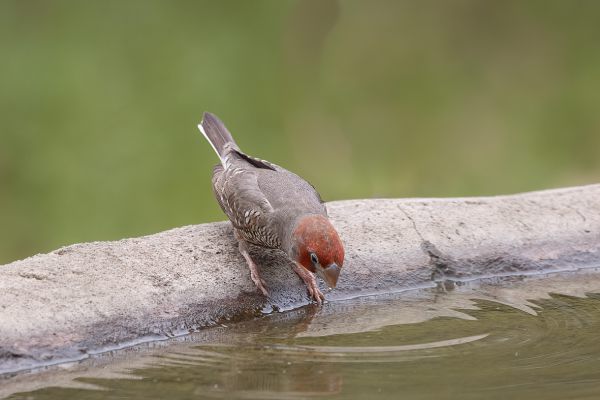 Red-headed Finch