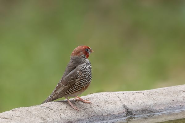 Red-headed Finch