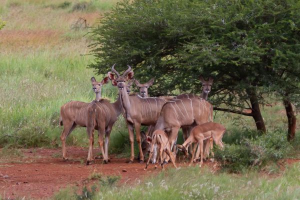 Nyala