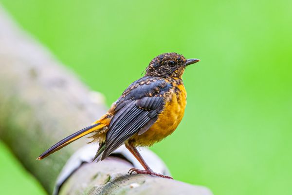 Choristerlawaaimaker (juveniel)