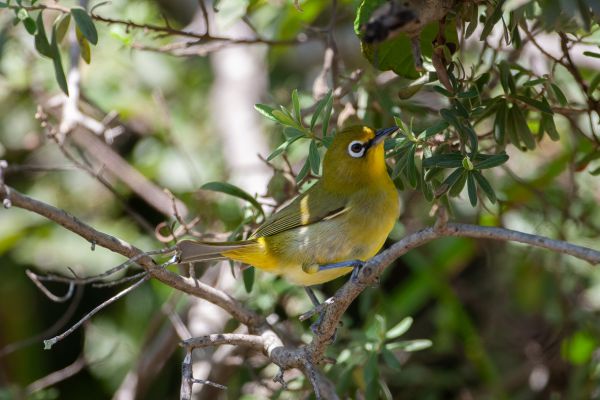 Kaapse Brilvogel