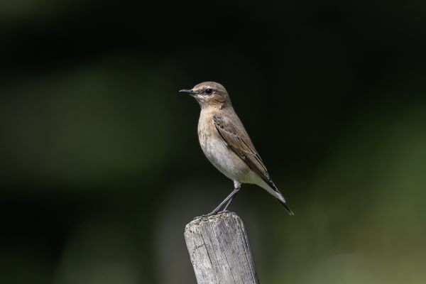 Northern Wheatear