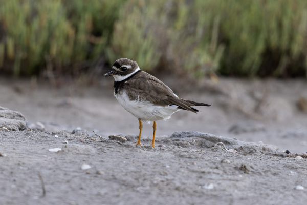 Common Ringed Plover