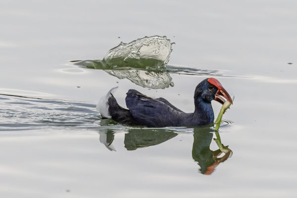 Purple Swamphen