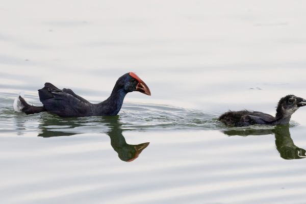 Purple Swamphen
