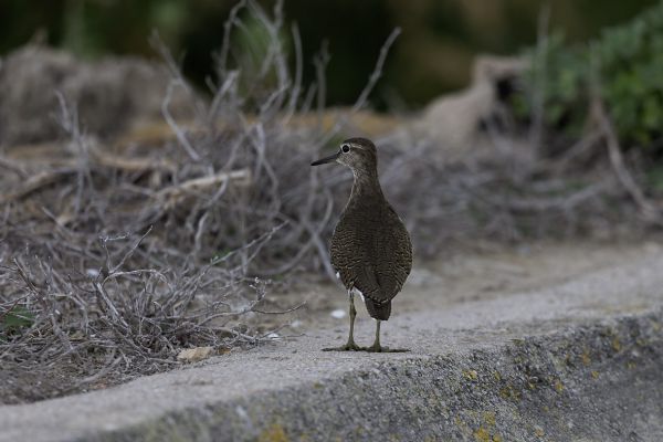 Green Sandpiper