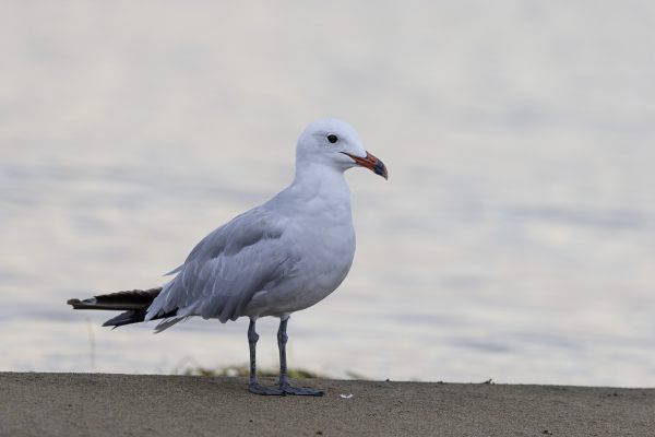 Audouin's Gull