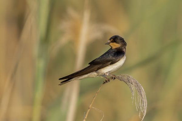 Barn Swallow