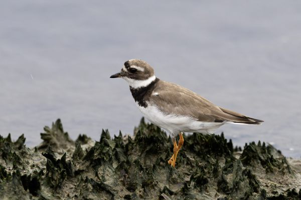 Common Ringed Plover
