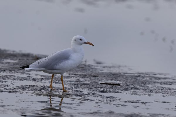 Slender-billed Gull