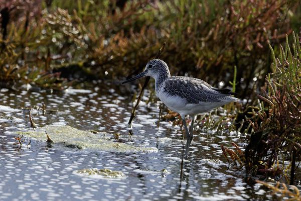 Common Greenshank