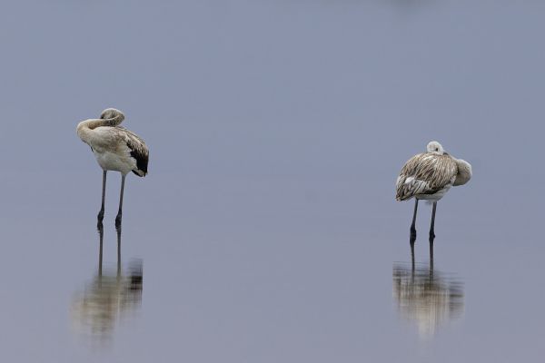 Greater Flamingo