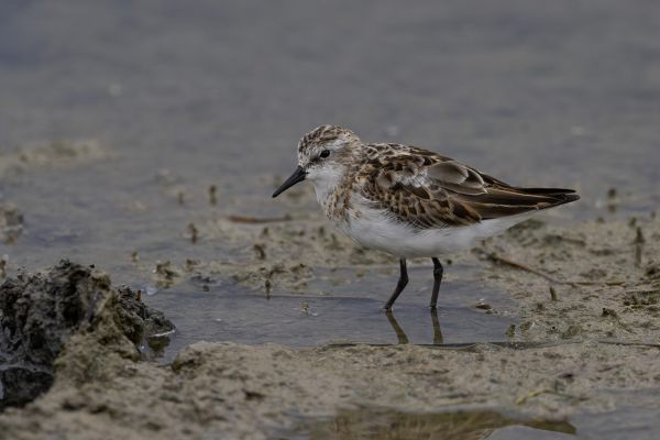 Little Stint