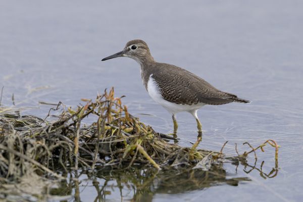 Common Sandpiper
