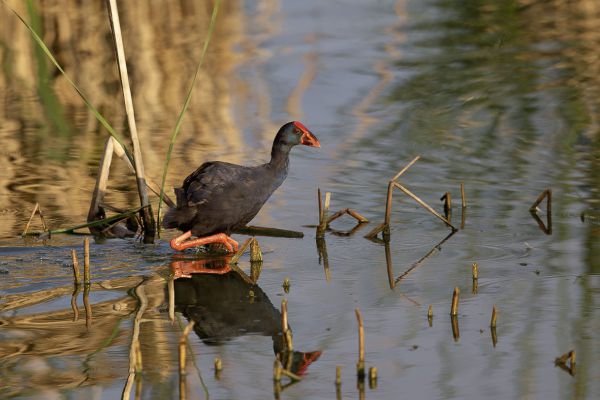 Purple Swamphen