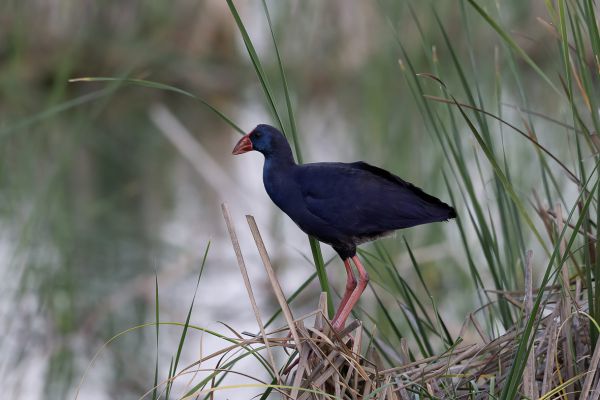 Purple Swamphen