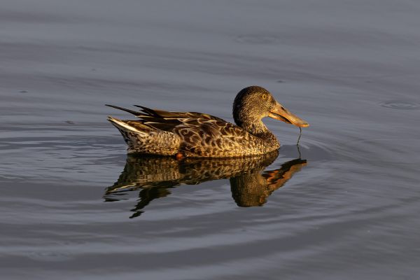 Northern Shoveler