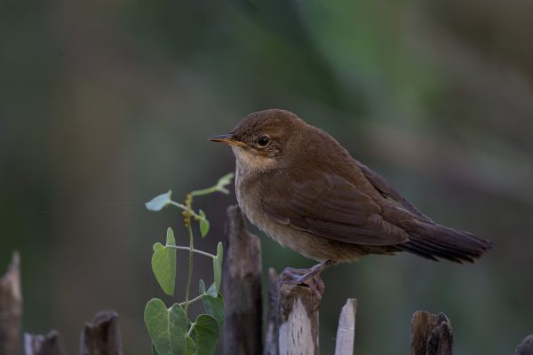 Savi's Warbler