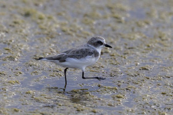 Kentish Plover